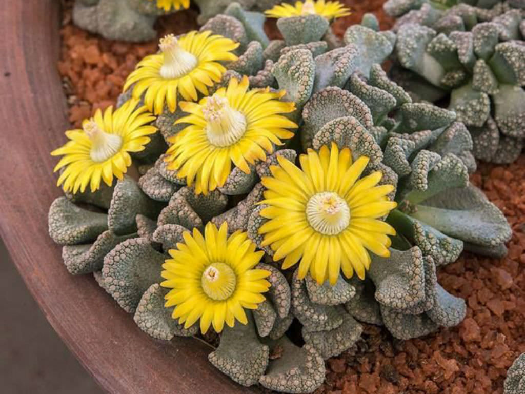 How to Grow and Care for a Concrete Leaf Living Stone - World of Succulents