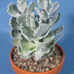 Cotyledon orbiculata var. oblonga 'Undulata' (Silver Ruffles)