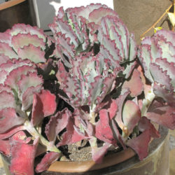 Cotyledon orbiculata var. oblonga 'Undulata' (Silver Ruffles)