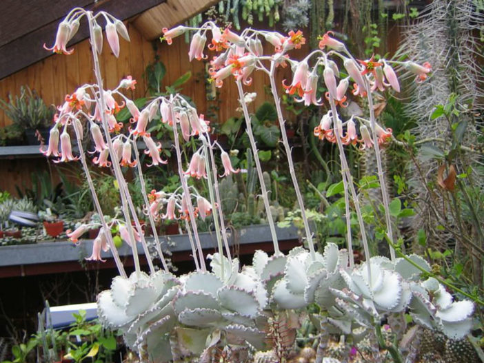 Cotyledon orbiculata var. oblonga 'Undulata' (Silver Ruffles)