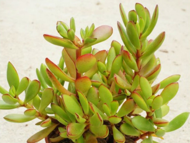 Crassula cultrata (Bush Plakkie)