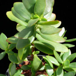Crassula cultrata (Bush Plakkie)