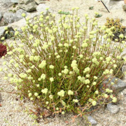 Crassula cultrata (Bush Plakkie)