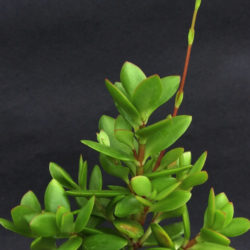 Crassula cultrata (Bush Plakkie)