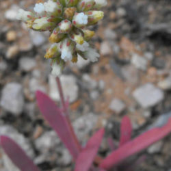 Crassula subacaulis subsp. erosula