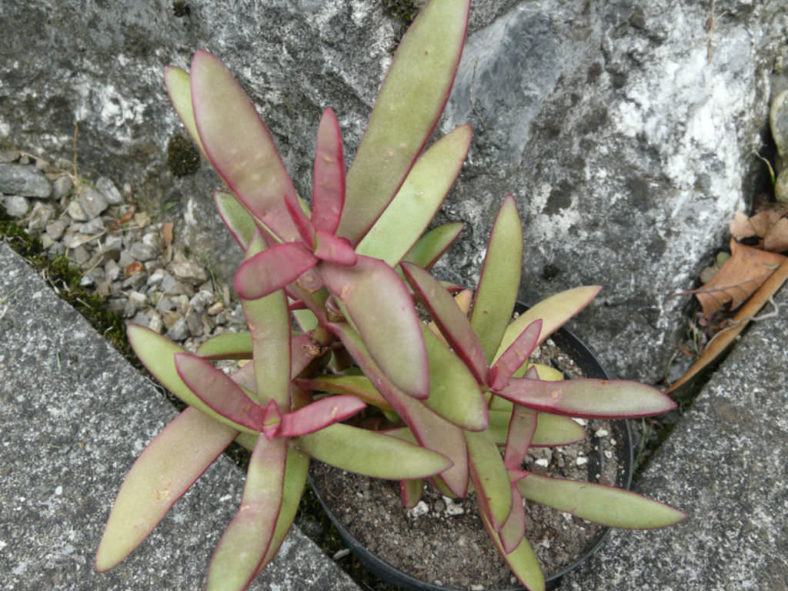Crassula subacaulis subsp. erosula