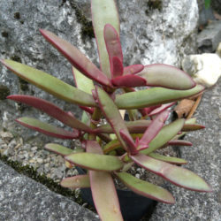 Crassula subacaulis subsp. erosula