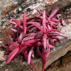 Crassula subacaulis subsp. erosula