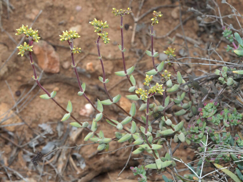 Crassula subaphylla