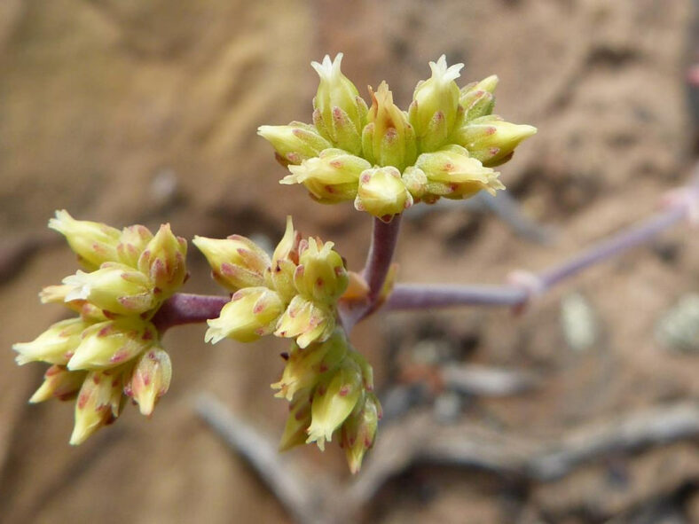 Flower clusters of Crassula subaphylla