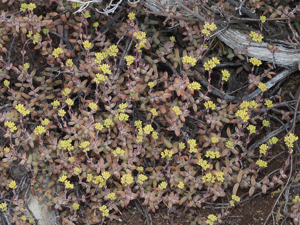 Crassula subaphylla in bloom