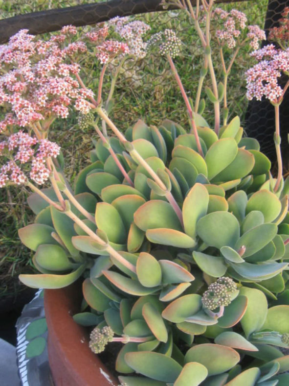 Crassula swaziensis