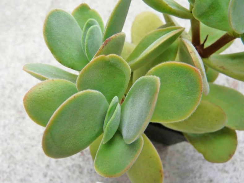 Crassula swaziensis