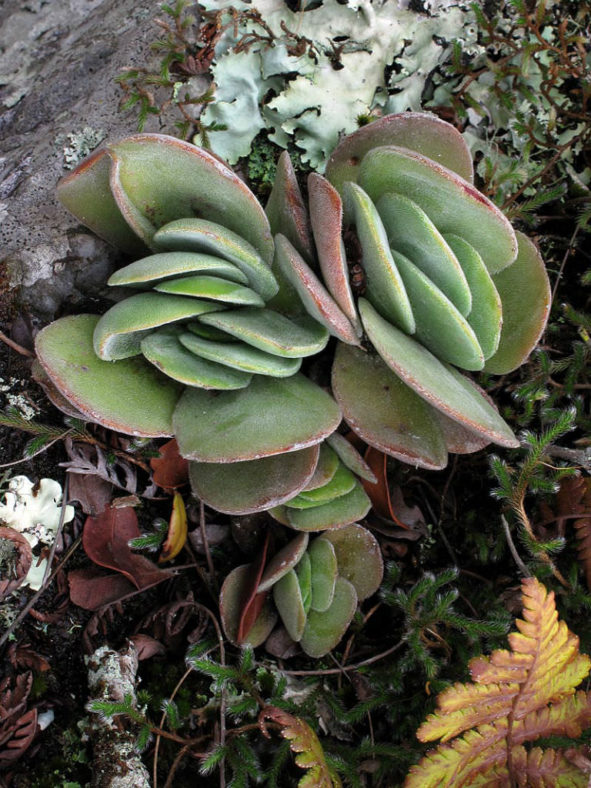 Crassula swaziensis