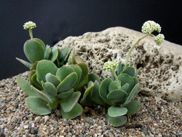 Crassula swaziensis