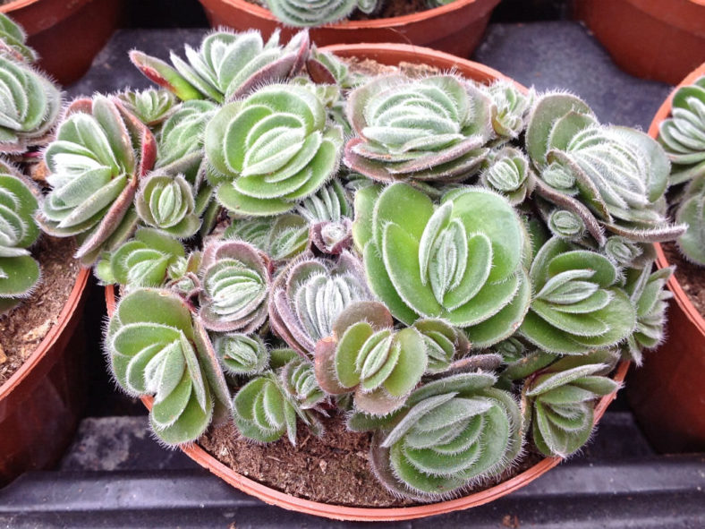 Crassula tomentosa (Woolly Crassula)