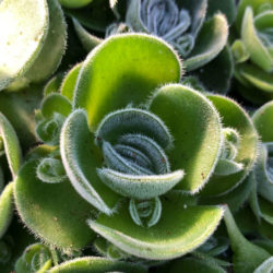 Crassula tomentosa var. glabrifolia