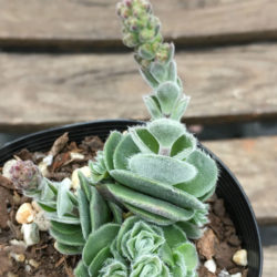 Crassula tomentosa var. glabrifolia