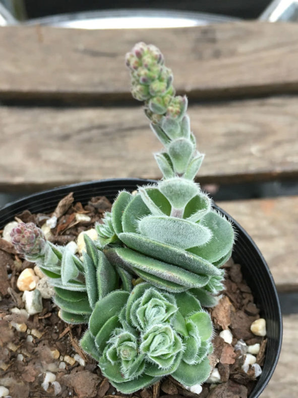 Crassula tomentosa var. glabrifolia