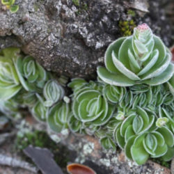 Crassula tomentosa var. glabrifolia