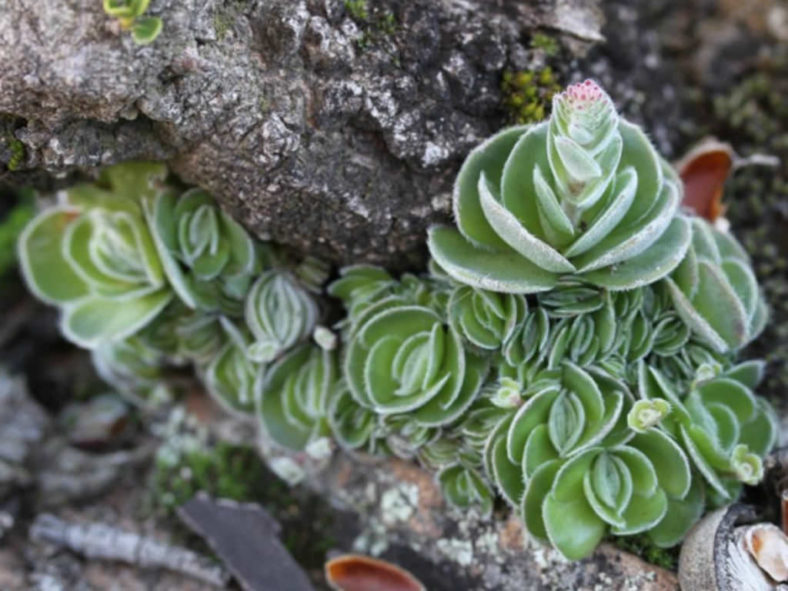 Crassula tomentosa var. glabrifolia