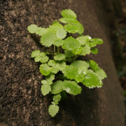 Crassula umbraticola