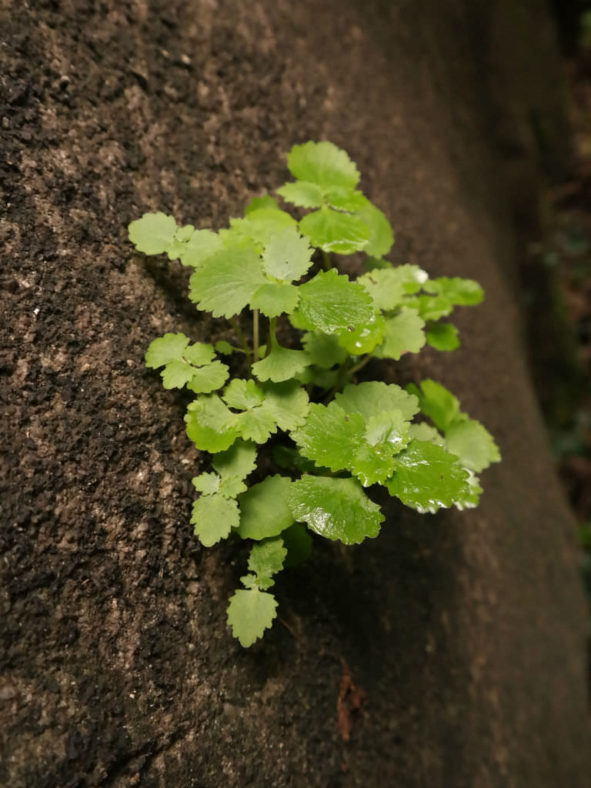 Crassula umbraticola