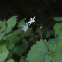 Crassula umbraticola