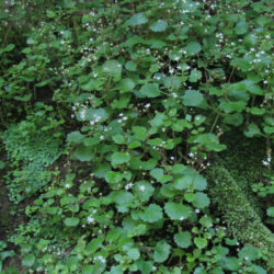 Crassula umbraticola