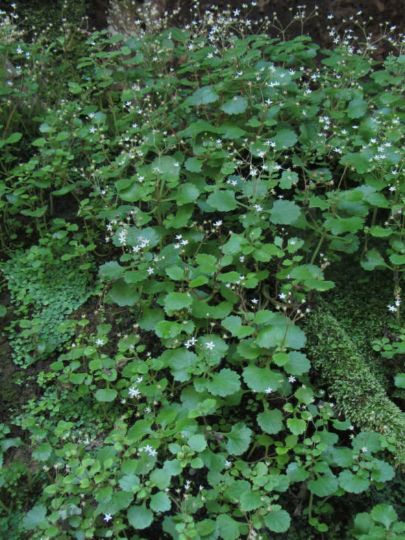 Crassula umbraticola
