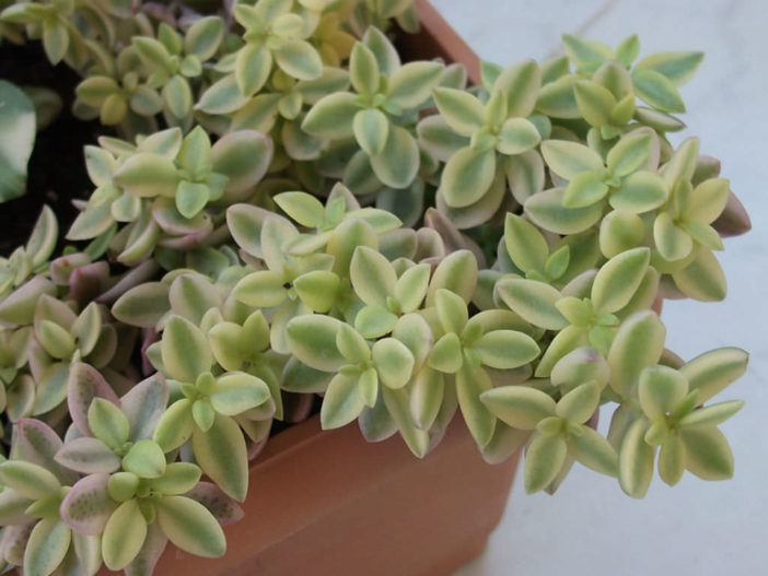 Crassula volkensii 'Variegata'