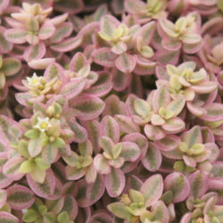 Crassula volkensii 'Variegata'