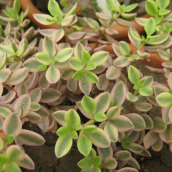 Crassula volkensii 'Variegata'