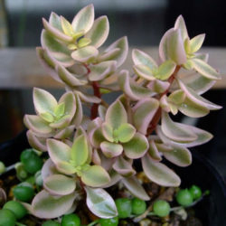Crassula volkensii 'Variegata'