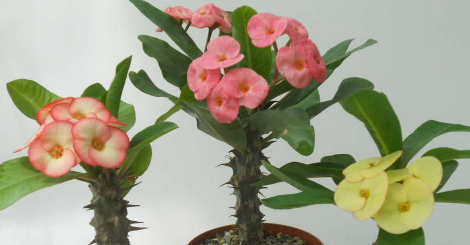 5 Secrets to Get a Crown of Thorns to Bloom | World of Succulents