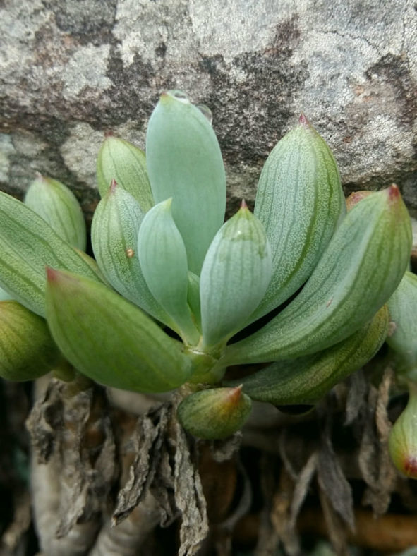 Curio crassulifolius (Blue Fingers)