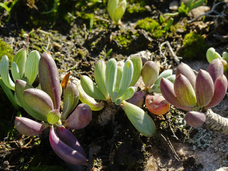 Curio crassulifolius (Blue Fingers)