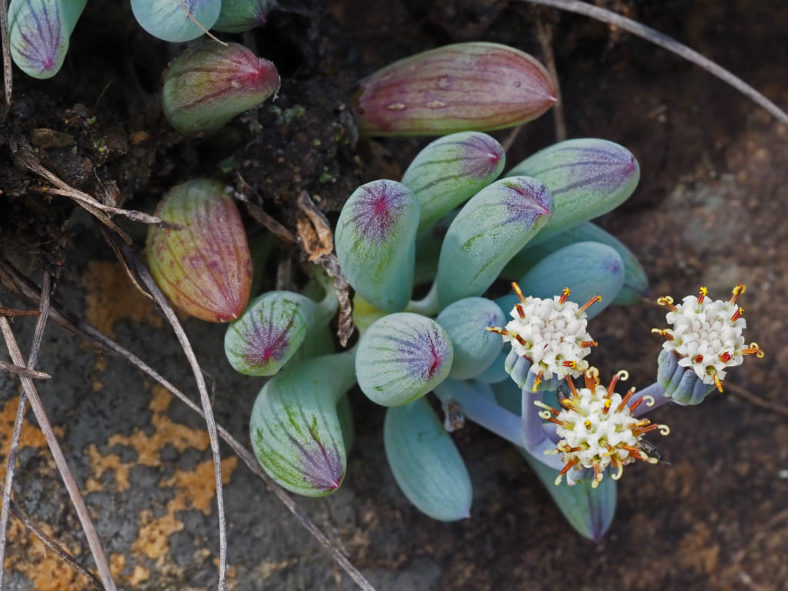 Curio crassulifolius (Blue Fingers)