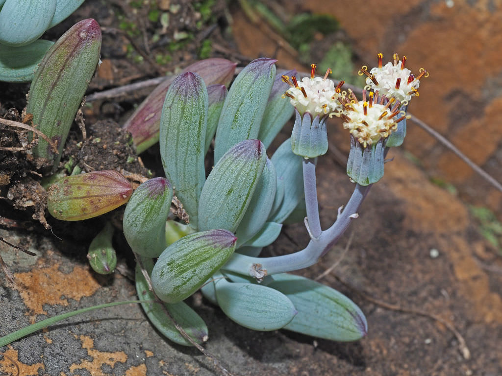 Curio crassulifolius (Blue Fingers)