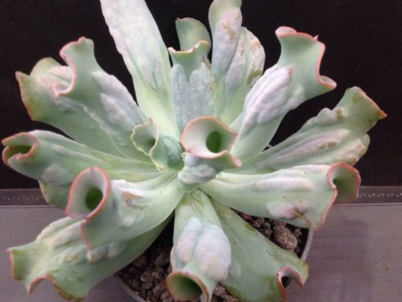 Echeveria 'Culibra' aka Echeveria 'Culebra'