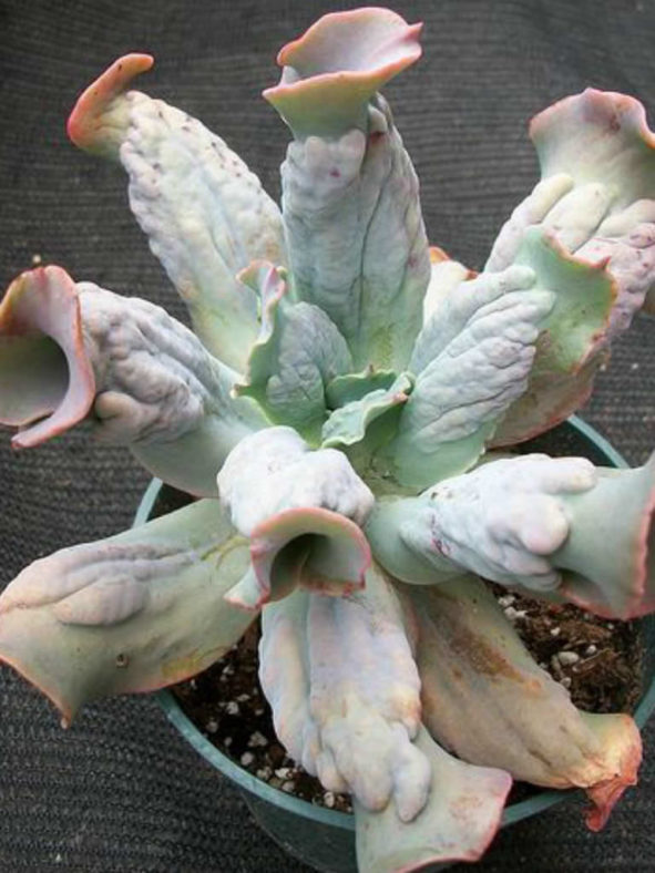 Echeveria 'Culibra' aka Echeveria 'Culebra'