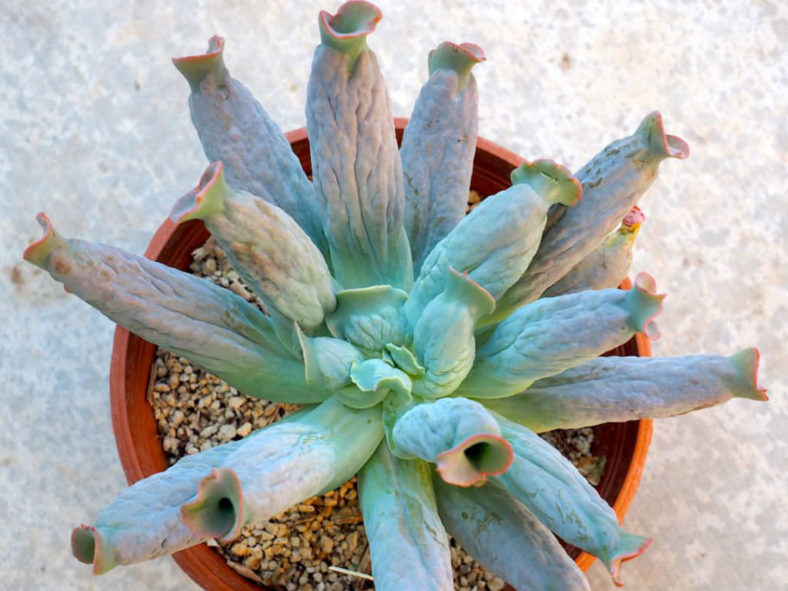 Echeveria 'Culibra' aka Echeveria 'Culebra'