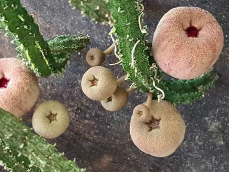 Echidnopsis malum aka Pseudopectinaria malum