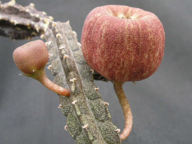 Echidnopsis malum aka Pseudopectinaria malum