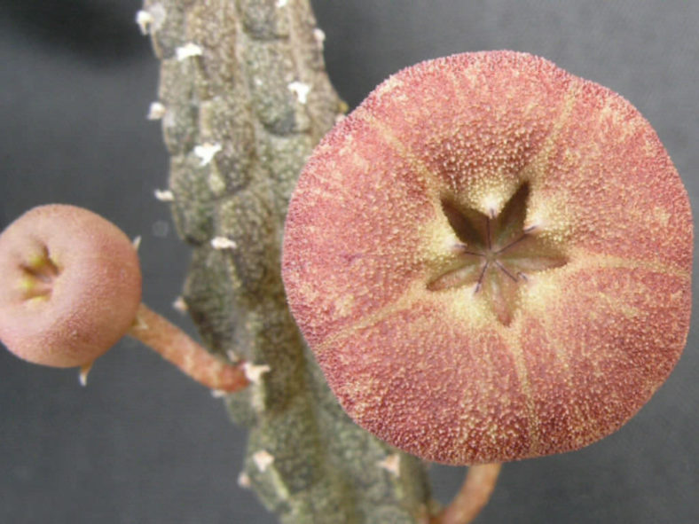 Echidnopsis malum aka Pseudopectinaria malum