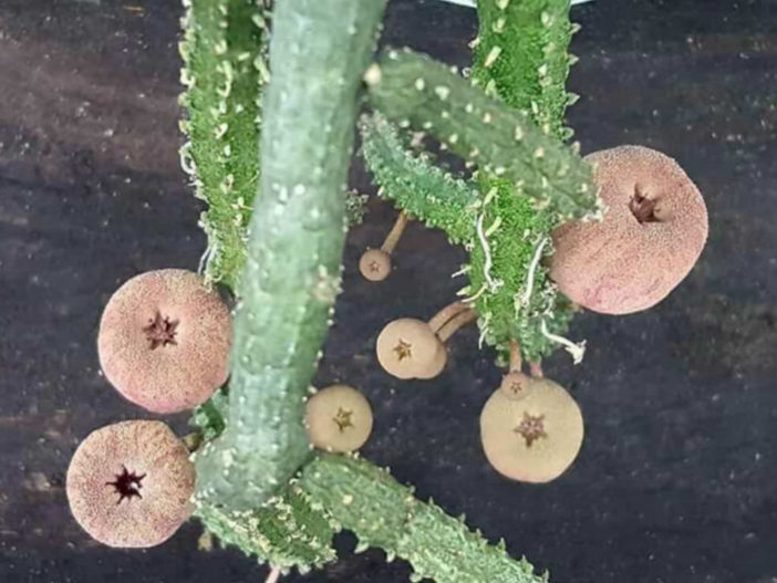 Echidnopsis malum