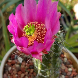 Echinocereus enneacanthus subsp. brevispinus (Strawberry Cactus)