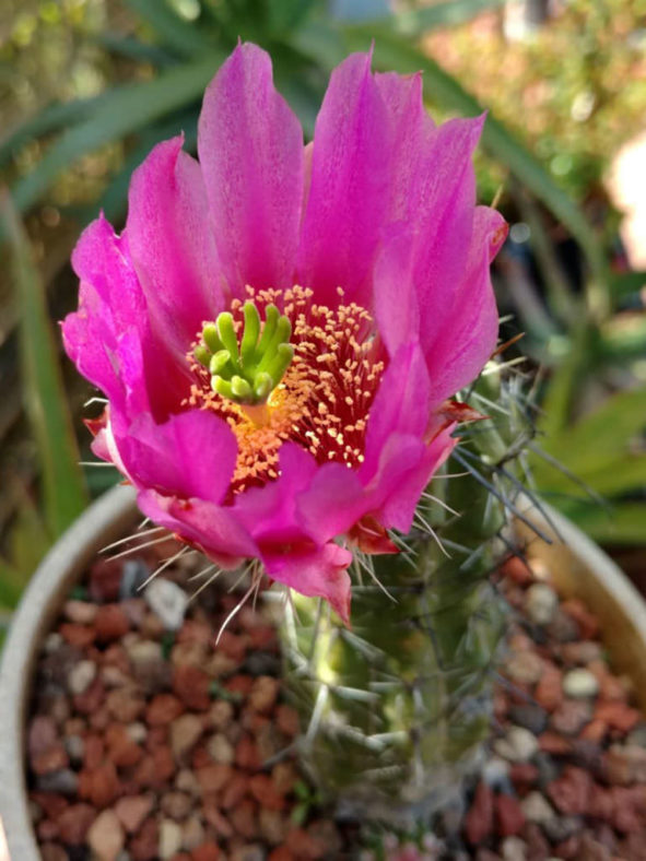 Echinocereus enneacanthus var. brevispinus (Strawberry Cactus)