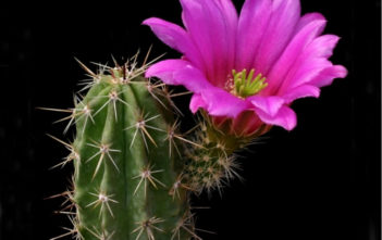 Echinocereus enneacanthus subsp. brevispinus (Strawberry Cactus) Echinocereus enneacanthus subsp. brevispinus (Strawberry Cactus)