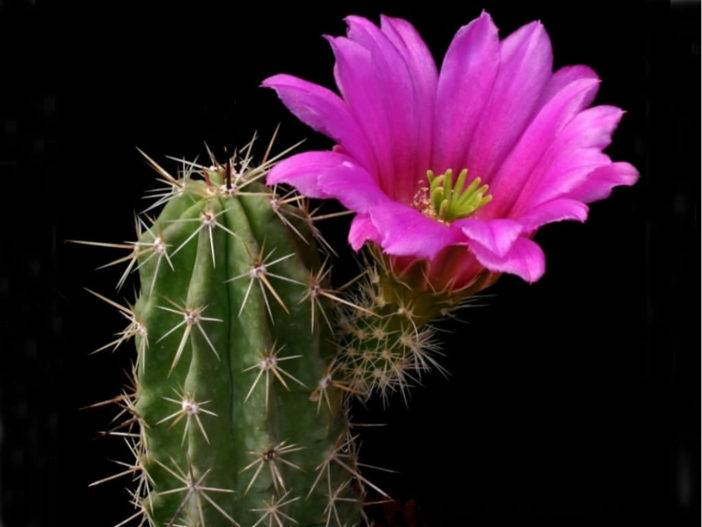 Echinocereus enneacanthus subsp. brevispinus (Strawberry Cactus)